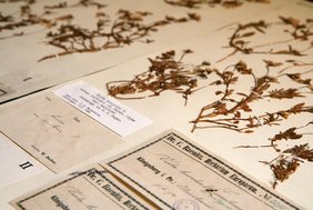 Ausschnitt aus einem Herbariumbogen des Wilden Stiefmütterchens (Viola tricolor L. subsp. curtisii (E.Forst.) Syme) aus dem Herbarium Haussknecht. Ausschnitt aus einem Herbariumbogen des Wilden Stiefmütterchens