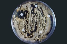 Der bodenlebende Pilz Apiotrichum porosum in einer Petrischale