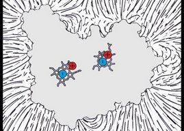Im Innern des Proteins Diheme-Cytochrom befinden sich Calciumionen in unmittelbarer Nähe der Stelle, wo Elektronen gespeichert sind (vereinfachte Darstellung im Querschnitt).
