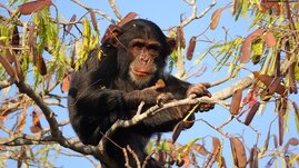 Ein junger Schimpanse beim Verspeisen des Inhalts von Samenkapseln (Issa-Tal, Tansania).