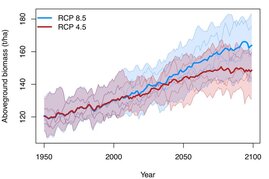Prognostizierte Zunahme oberirdischer, holziger Biomasse bis zum Jahr 2100 in den asiatischen Tropen unter Klimawandel-Szenarien mit moderaten (RCP 4.5) und sehr hohen (RCP 8.5) Kohlenstoffdioxid-Konzentrationen in der Atmosphäre. 