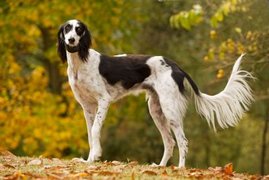 Die identifizierten Hunde sind enger mit Vorfahren europäischer und nahöstlicher Rassen wie dem Saluki verwandt als mit Huskys.