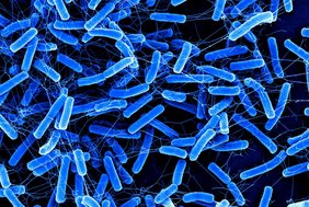 Elektronenmikroskopische Aufnahme von Clostridioides difficile. 