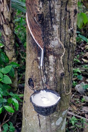 Kautschuk-Ernte Pflanzensaft fließt in Schale