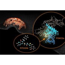 Hemmstoff der Lipidkinase PI3KC2α