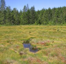 Zu sehen ist das Hirschbäder Moor, ein Moorkomplex aus lebendem Hochmoor mit rotem Torfmoos, stagnierendem Hochmoor und eingestreuten offenen Wasserflächen, den sogenannten Schlenken.