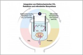 Die Studie stellt ein neues Hybridsystem vor, das elektrochemische CO₂-Reduktion mit der mikrobieller Biosynthese einer wertvollen Chemikalie in einem einzigen Reaktor vereint. Die Studie stellt ein neues Hybridsystem vor, das elektrochemische CO₂-Reduktion mit der mikrobieller Biosynthese einer wertvollen Chemikalie in einem einzigen Reaktor vereint.