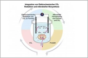 Die Studie stellt ein neues Hybridsystem vor, das elektrochemische CO₂-Reduktion mit der mikrobieller Biosynthese einer wertvollen Chemikalie in einem einzigen Reaktor vereint. Die Studie stellt ein neues Hybridsystem vor, das elektrochemische CO₂-Reduktion mit der mikrobieller Biosynthese einer wertvollen Chemikalie in einem einzigen Reaktor vereint.
