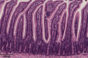 Hämatoxylin-Eosin-Färbung des Dünndarms einer gesunden Maus.