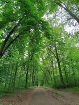 Buchenwald in Norddeutschland