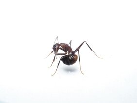 Eine Ameise (Camponotus cf. nicobarensis), die gerade versucht, Ameisensäure aus ihrer Giftblase zu schlucken 