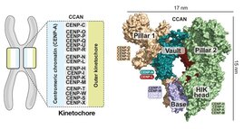 Grafische Drastellung. Organisation des menschlichen CCAN. Links: Schema der Kinetochor-Organisation mit den CCAN-Subkomplexen, die an das Zentromerprotein A (CENP-A) binden. Rechts: Modell der Oberfläche der 16 Komponenten des CCAN in verschiedenen Subkomplexen organisiert.