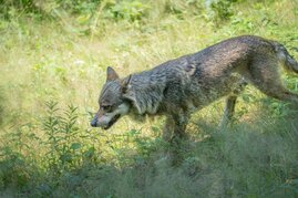Wolf (Canis lupus) am Waldrand  