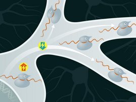 Grafik Neuronen