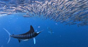 Ein gestreifter Marlin macht Jagd auf einen Fischschwarm. 