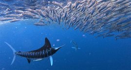 Ein gestreifter Marlin macht Jagd auf einen Fischschwarm. 