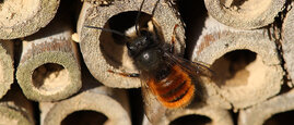 Gehörnte Mauerbienen nutzen gerne Nisthilfen, um ihre Brut aufzuziehen