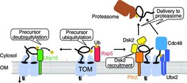  Modell der Qualitätskontrolle Mitochondrien