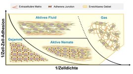 Schematische Darstellung verschiedener Bewegungsarten von Tumorgewebe in extrazellulärer Matrix.