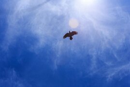 Vogel vor blauem Himmel