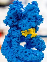 Gedrucktes 3D-Modell des Ionenkanals „NompC” mit gelb eingefärbter Feder  