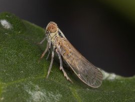 Schilf-Glasflügelzikade (Pentastiridius leporinus) Schilf-Glasflügelzikade (Pentastiridius leporinus)