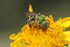 Diese Agapostemon-Art ist eine von vielen metallisch grünen Bienen und kommt in den USA vor. Diese Agapostemon-Art ist eine von vielen metallisch grünen Bienen und kommt in den USA vor.