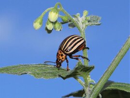 Kartoffelkäfer Leptinotarsa decemlineata 