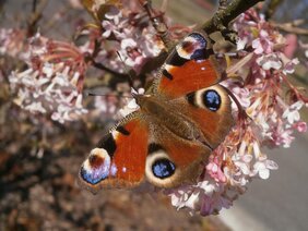 Das Tagpfauenauge (Aglais io) überwintert als Schmetterling