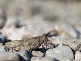 Größtes Insektengenom