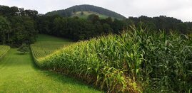 Maisfeld in Hügellandschaft