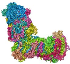 L-förmige Struktur des mitochondrialen Komplex I 