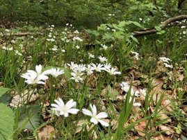 Biodiversität im Wald.  