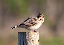 Vogelgesang könnte zur Prävention von psychischen Erkrankungen eingesetzt werden.