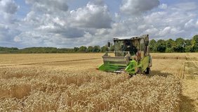 Weizenernte auf einer einzelnen Parzelle in BreedFACE Weizenernte auf einer einzelnen Parzelle in BreedFACE