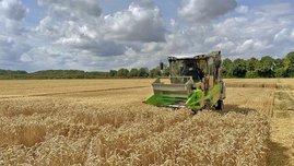 Weizenernte auf einer einzelnen Parzelle in BreedFACE