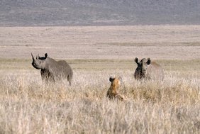 Spitzmaulnashörner und eine Tüpfelhyäne im Ngorongoro-Krater in Tansania Spitzmaulnashörner und eine Tüpfelhyäne im Ngorongoro-Krater in Tansania