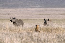 Spitzmaulnashörner und eine Tüpfelhyäne im Ngorongoro-Krater in Tansania Spitzmaulnashörner und eine Tüpfelhyäne im Ngorongoro-Krater in Tansania