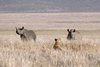 Spitzmaulnashörner und eine Tüpfelhyäne im Ngorongoro-Krater in Tansania 