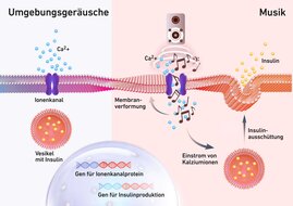 Insulinzellen