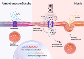 Insulinzellen