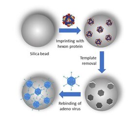 Die Schemagrafik zeigt die molekulare Prägung eines Polymers mit Hilfe von Virenpartikeln und das anschließende Wiederbinden dieser Viren