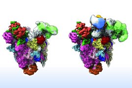 Grafik Spleißosome