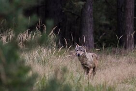 Seit 2000 gibt es in Deutschland wieder wildlebende Wölfe.  