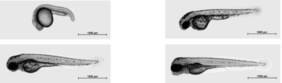 Das Zebrafischwachstum (von o.l.) 24, 48, 72 und 96 Stunden nach Befruchtung der Zebrafischeier 