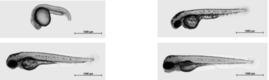 Das Zebrafischwachstum (von o.l.) 24, 48, 72 und 96 Stunden nach Befruchtung der Zebrafischeier 