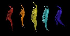 Fünf neue Krebstierarten aus der Gattung Leptastacus – hier unterschiedlich eingefärbt – 