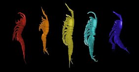 Fünf neue Krebstierarten aus der Gattung Leptastacus – hier unterschiedlich eingefärbt – 