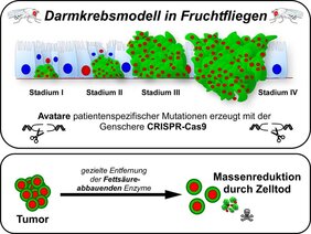 Abhängigkeit von Tumorstammzellen von Fettsäureoxidation