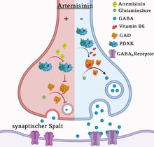 In dieser schematischen Darstellung verhindert in der linken Hälfte der Synapse der Wirkstoff Artemisinin (gelb) die Herstellung des Neurotransmitters GABA (blau). 